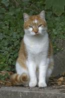 Posing cat in Odiham